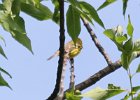 Prairie Warbler (34)