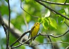 Prairie Warbler (4)