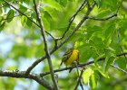 Prairie Warbler (5)
