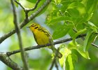 Prairie Warbler (6)