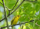 Prairie Warbler (7)