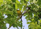 Prairie Warbler (8)