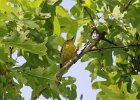 Prairie Warbler (9)
