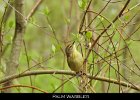 075 - 818 Palm Warbler