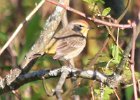 101Palm Warbler (2)