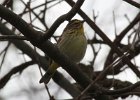 101Pine Warbler (8)