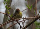 Palm Warbler (15)