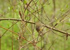 Palm Warbler (3)