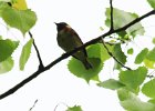 101Bay-breasted Warbler (1)