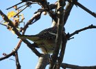 Bay-breasted Warbler (4)