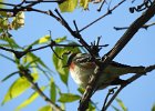 Bay-breasted Warbler (7)