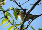 Bay-breasted Warbler (9)