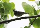 101Blackpoll Warbler (1)
