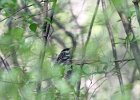 Blackpol Warbler (18)
