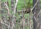 Blackpol Warbler (21)