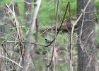 Blackpol Warbler (22)
