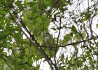Blackpoll Warbler (1)