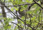 Blackpoll Warbler (13)