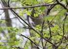 Blackpoll Warbler (14)