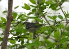 Cerulean Warbler (13)