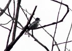 Cerulean Warbler (3)