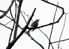 Cerulean Warbler (4)