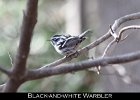 075 - 822 Black-and-white Warbler