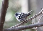 101Black-and-white Warbler