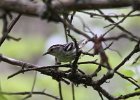 102Black-and-white Warbler