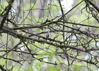 Black-and-white Warbler (12)