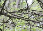 Black-and-white Warbler (13)