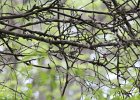 Black-and-white Warbler (16)