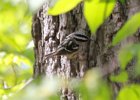 Black-and-white Warbler (18)