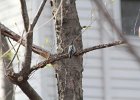 Black-and-white Warbler (24)