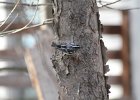 Black-and-white Warbler (25)