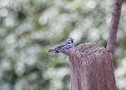 Black-and-white Warbler (27)