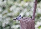Black-and-white Warbler (28)