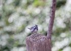 Black-and-white Warbler (29)