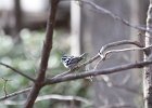 Black-and-white Warbler (30)