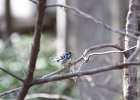 Black-and-white Warbler (32)