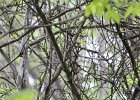 Black-and-white Warbler (5)