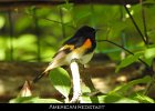 075 - 823 American Redstart