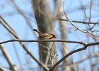 101American Redstart