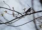 American Redstart (10)