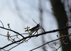 American Redstart (11)