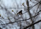 American Redstart (12)