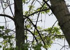 American Redstart (2)