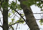 American Redstart (4)