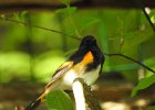 American Redstart1 (1)