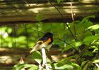American Redstart1 (2)